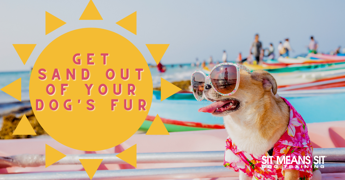 get sand out of your dog's fur poster with a dog dressed in beach attire on a busy beach