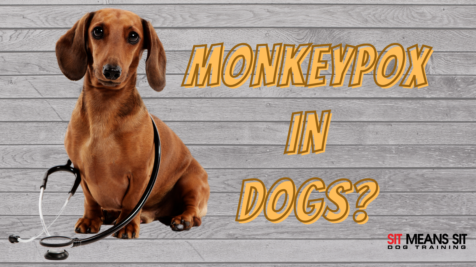 monkeypox in dogs? poster with a dog posing Infront of a wood wall