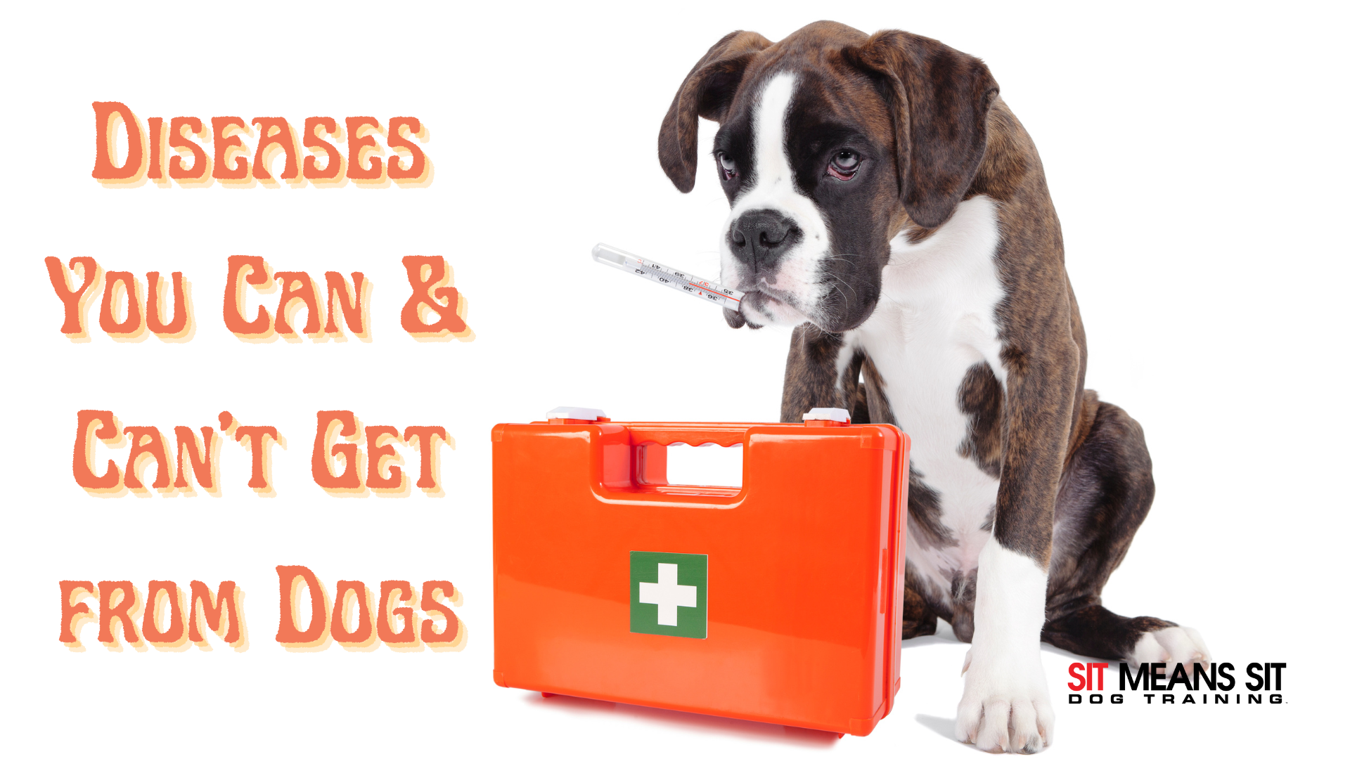 diseases you can and cant get from dogs with a sick dog and a medical kit on a poster