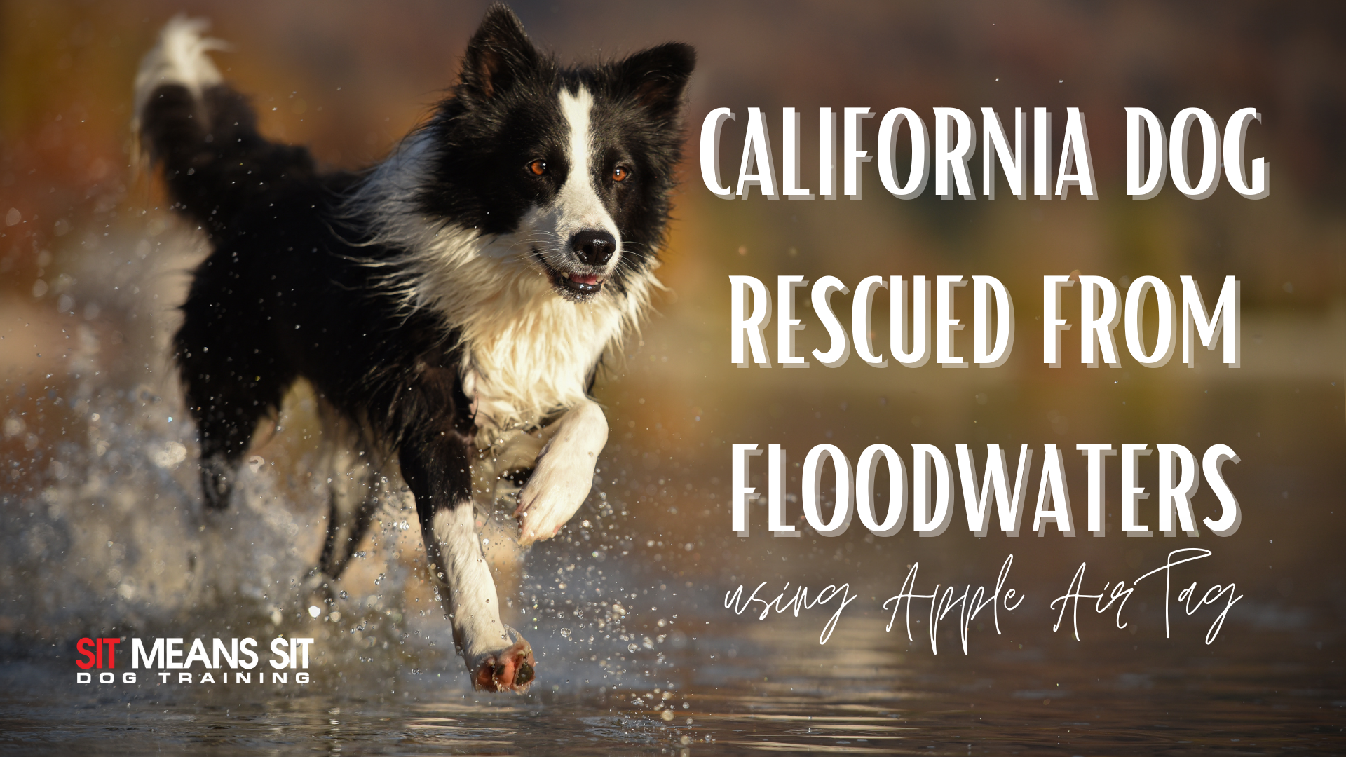 California dog rescued from floodwaters with a dog running on water on a poster