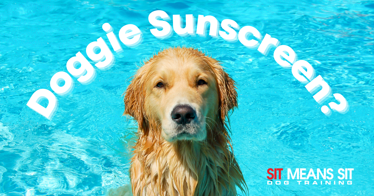 Does My Dog Need Sunscreen?