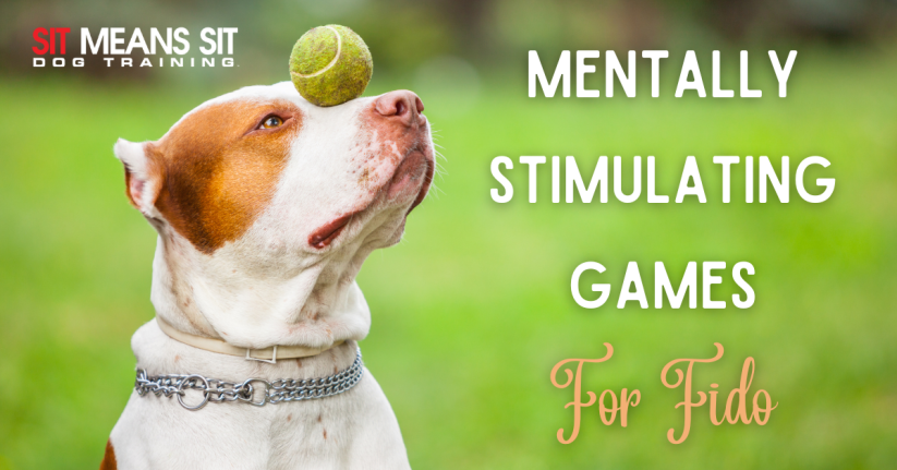 Mentally Stimulating Games You Can Play with Your Dog
