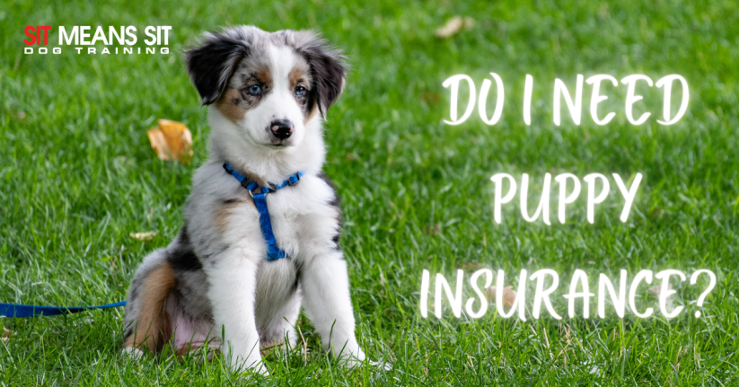 Should I Get Puppy Insurance?