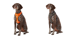 Thrills & Chills™ Glow-in-the-Dark Halloween Celestial Reversible Dog Harness