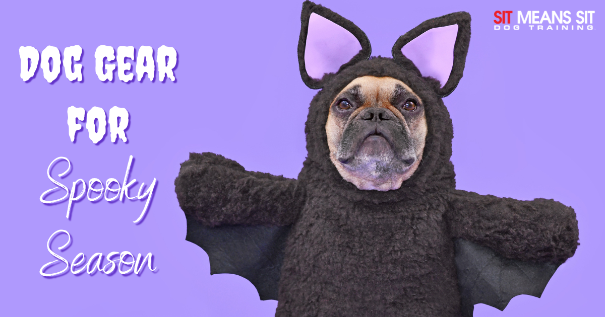 The Best Dog Gear for Spooky Season