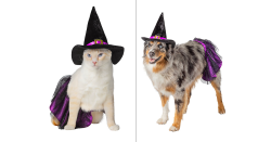 Thrills & Chills™ Halloween Witch Dog & Cat Costume Set