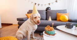 Tips for Throwing Fido a Birthday Party