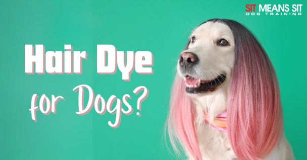 The Best Dog-Safe Hair Dye