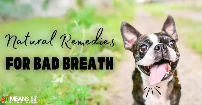 Natural Remedies for Doggy Bad Breath