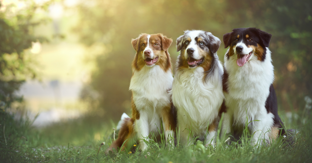 Protective Pups: The Best Guard Dog Breeds