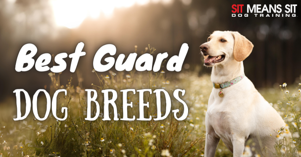 Protective Pups: The Best Guard Dog Breeds