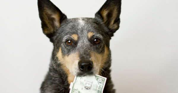 From Kibble to Vet Visits: The Cost of Owning a Dog in 2024