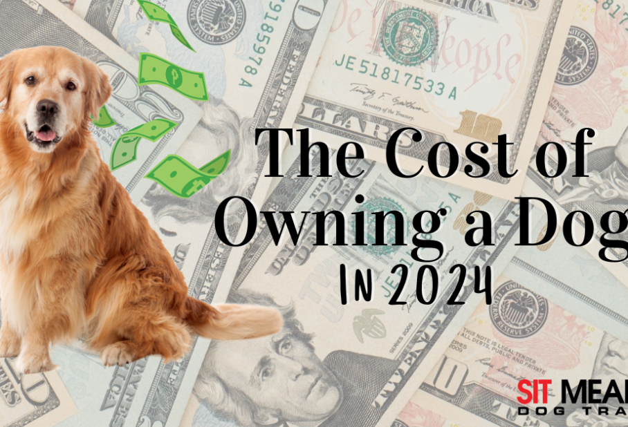 From Kibble to Vet Visits: The Cost of Owning a Dog in 2024