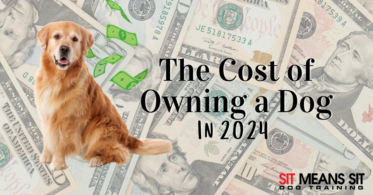 From Kibble to Vet Visits: The Cost of Owning a Dog in 2024