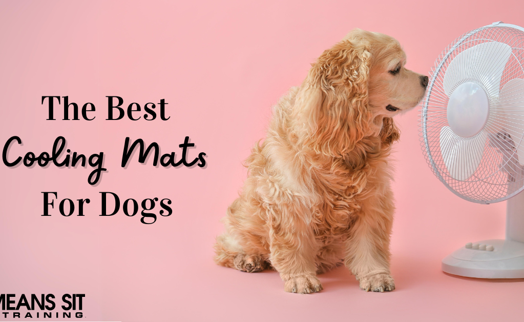 The Best Cooling Mats for Dogs in 2024