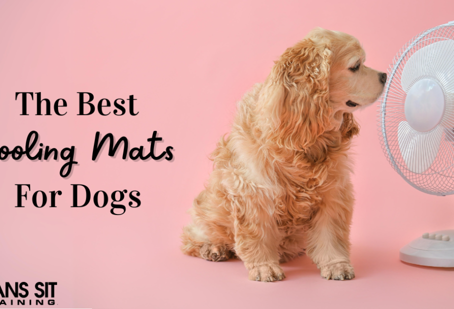 The Best Cooling Mats for Dogs in 2024