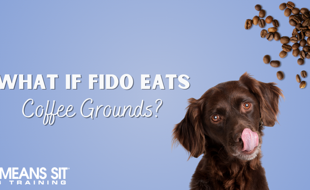 What Should I Do if My Dog Eats Coffee Grounds?