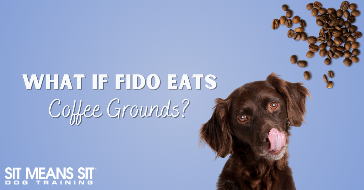What Should I Do if My Dog Eats Coffee Grounds?