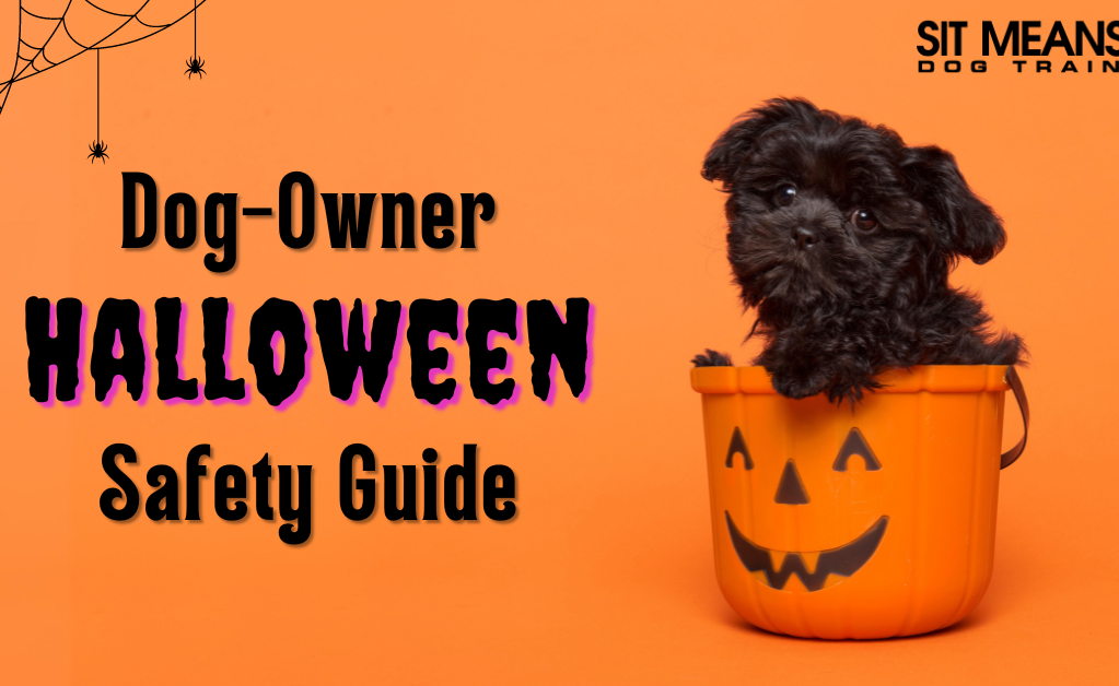 Pet Safety Guide for a Stress-Free Halloween