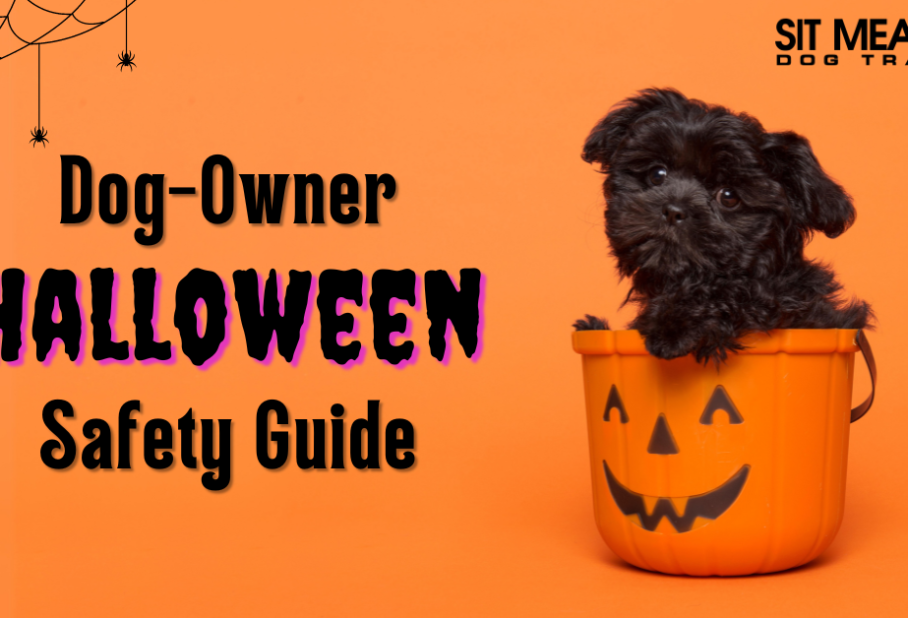 Pet Safety Guide for a Stress-Free Halloween