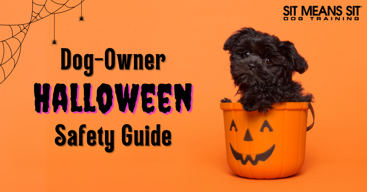 Pet Safety Guide for a Stress-Free Halloween