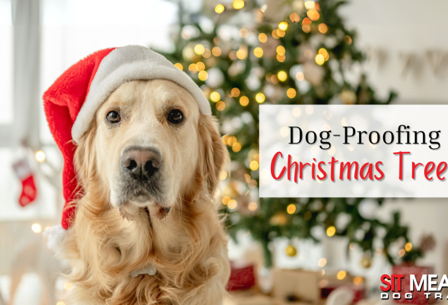 Smart Solutions for Dog-Proofing Your Christmas Tree