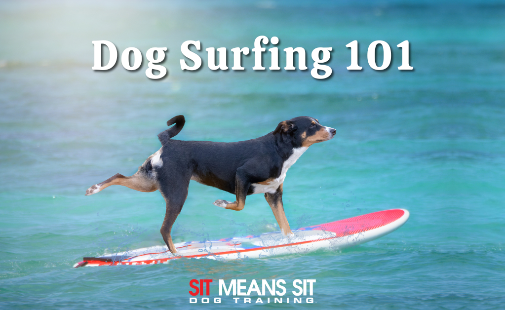 Dog Surfing 101: Everything You Need to Know