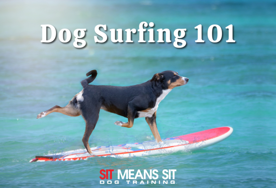 Dog Surfing 101: Everything You Need to Know