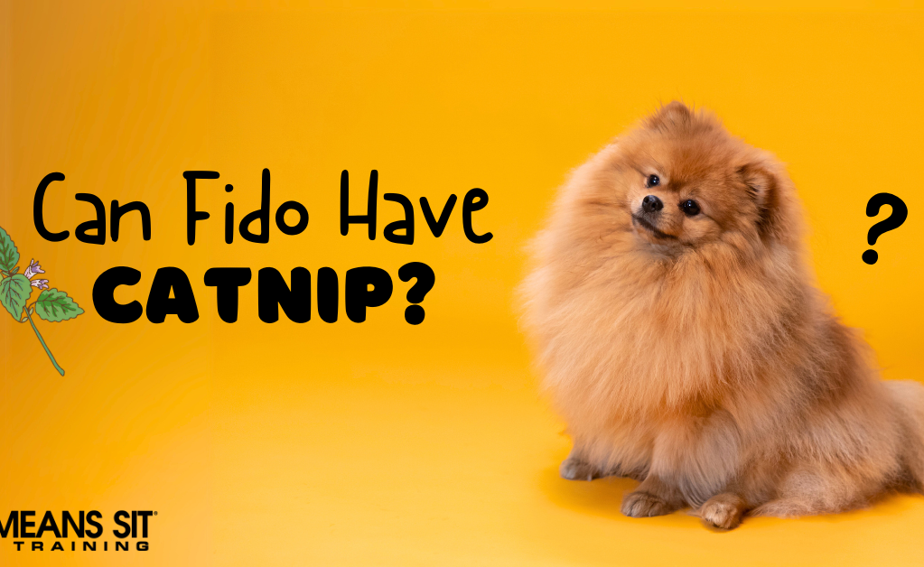 Can My Dog Have Catnip?