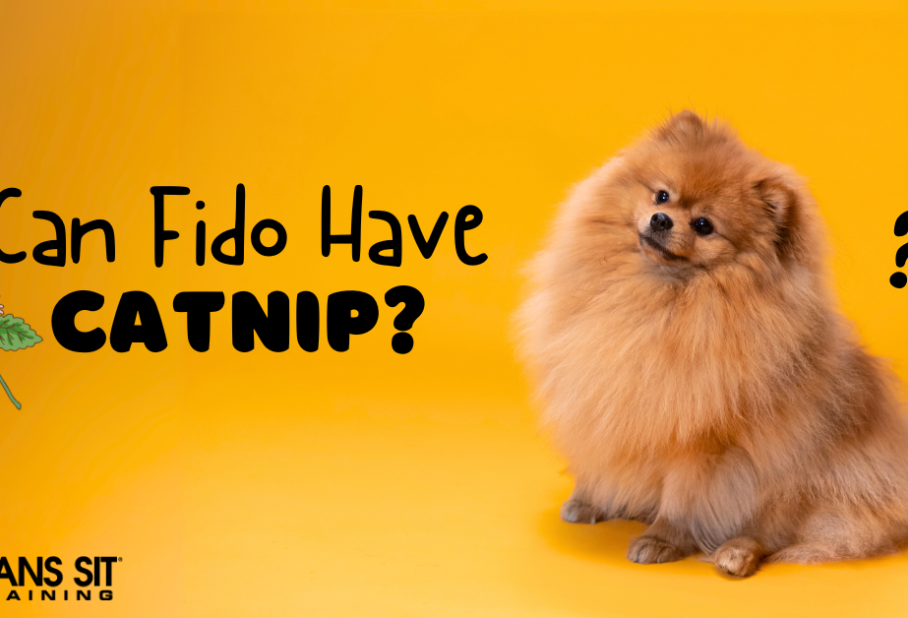 Can My Dog Have Catnip?