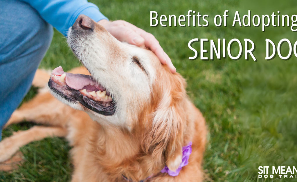 The Benefits of Adopting a Senior Dog