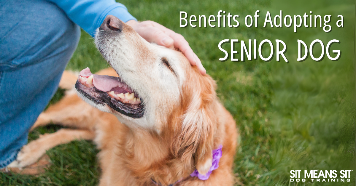 The Benefits of Adopting a Senior Dog