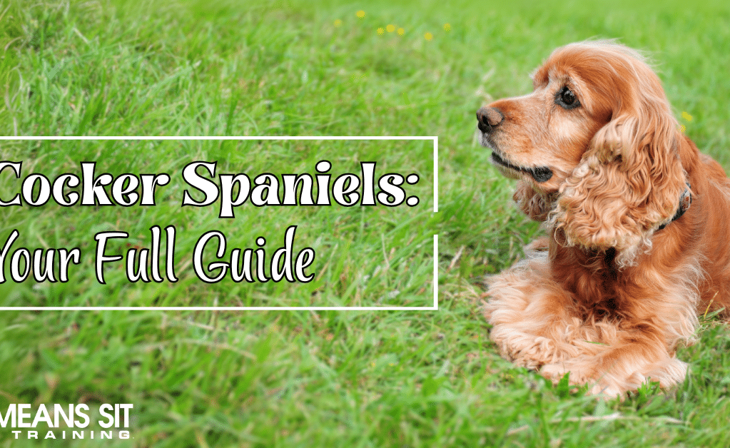 Your Full Guide on Cocker Spaniels