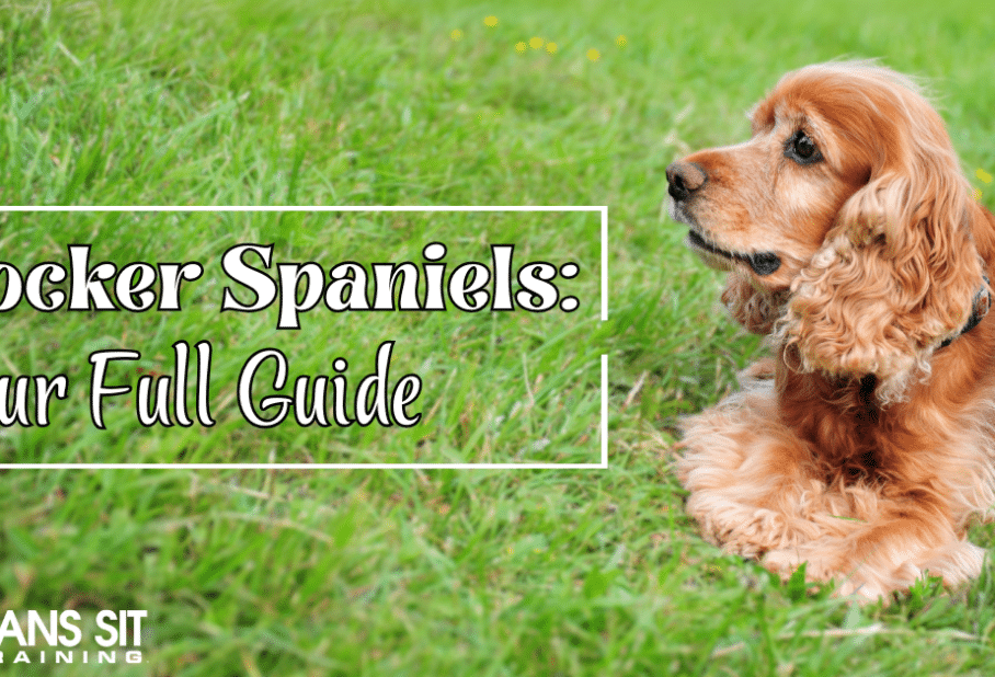 Your Full Guide on Cocker Spaniels
