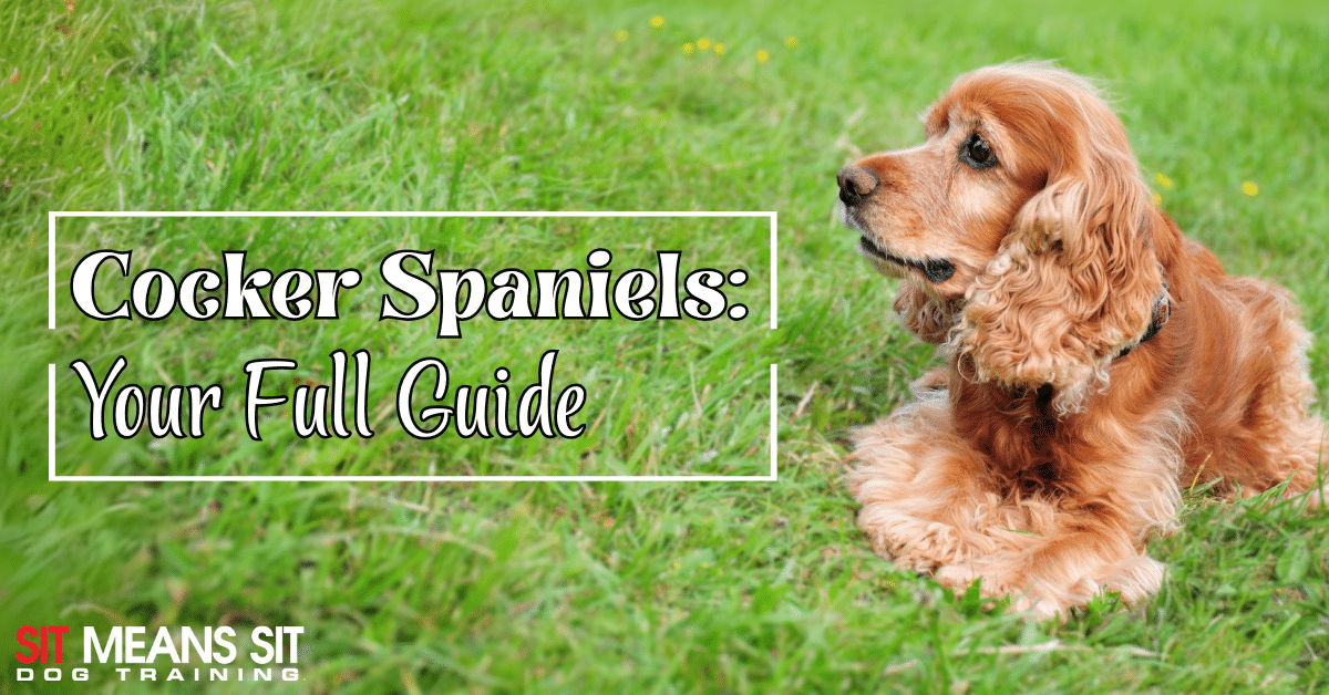 Your Full Guide on Cocker Spaniels
