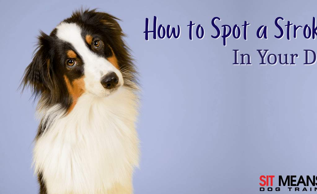 How to Spot a Stroke in Your Dog