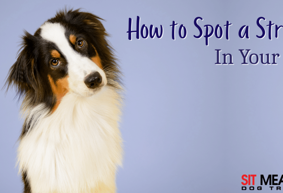 How to Spot a Stroke in Your Dog