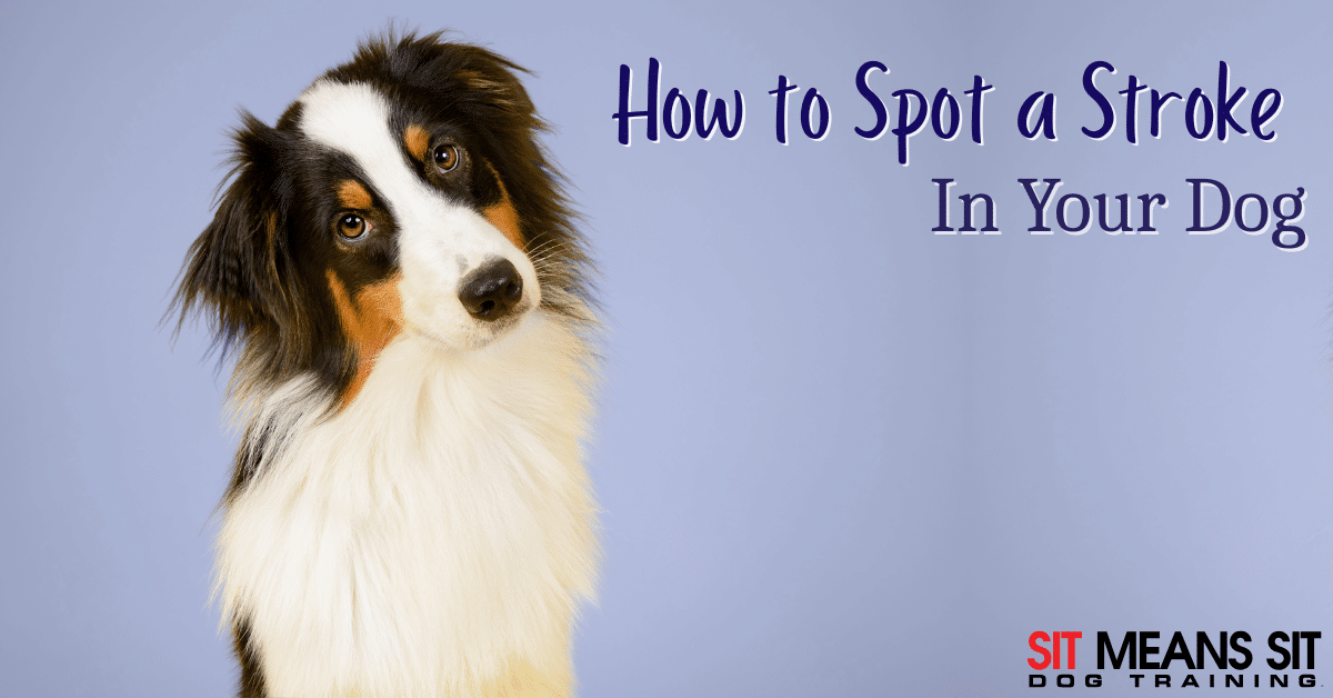 How to Spot a Stroke in Your Dog