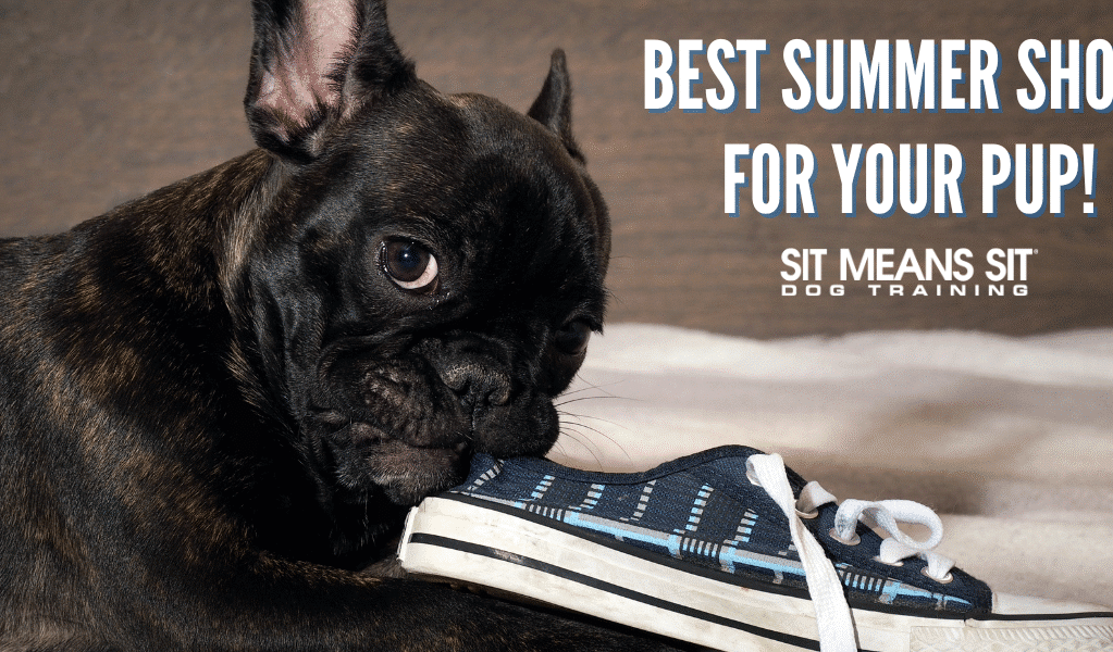 Best Summer Shoes for Your Pup