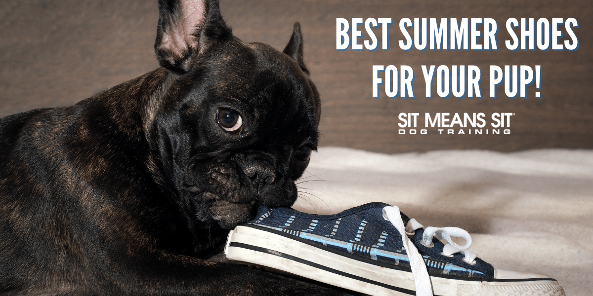 Best Summer Shoes for Your Pup
