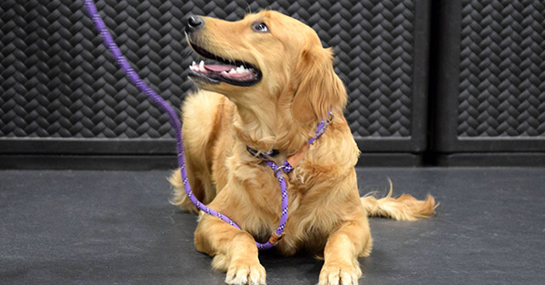 Obedience Training