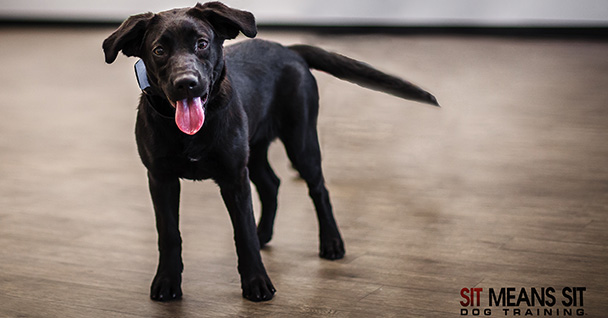 Puppy Management