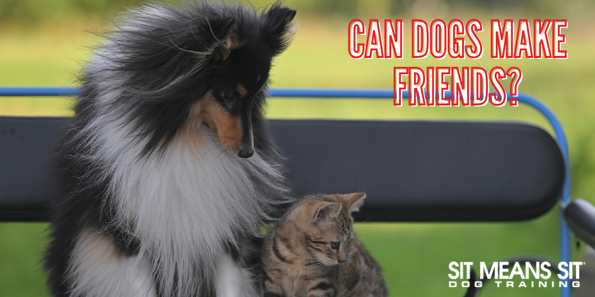 Do Dogs Have Friends?