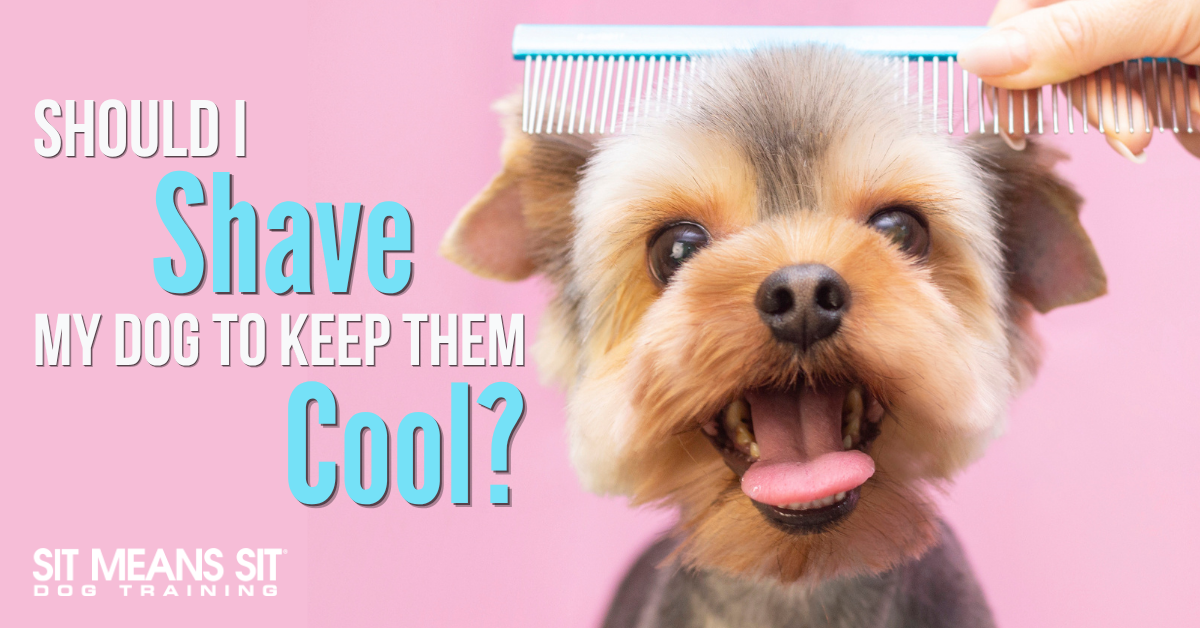 Should I Shave My Dog to Keep Them Cool?