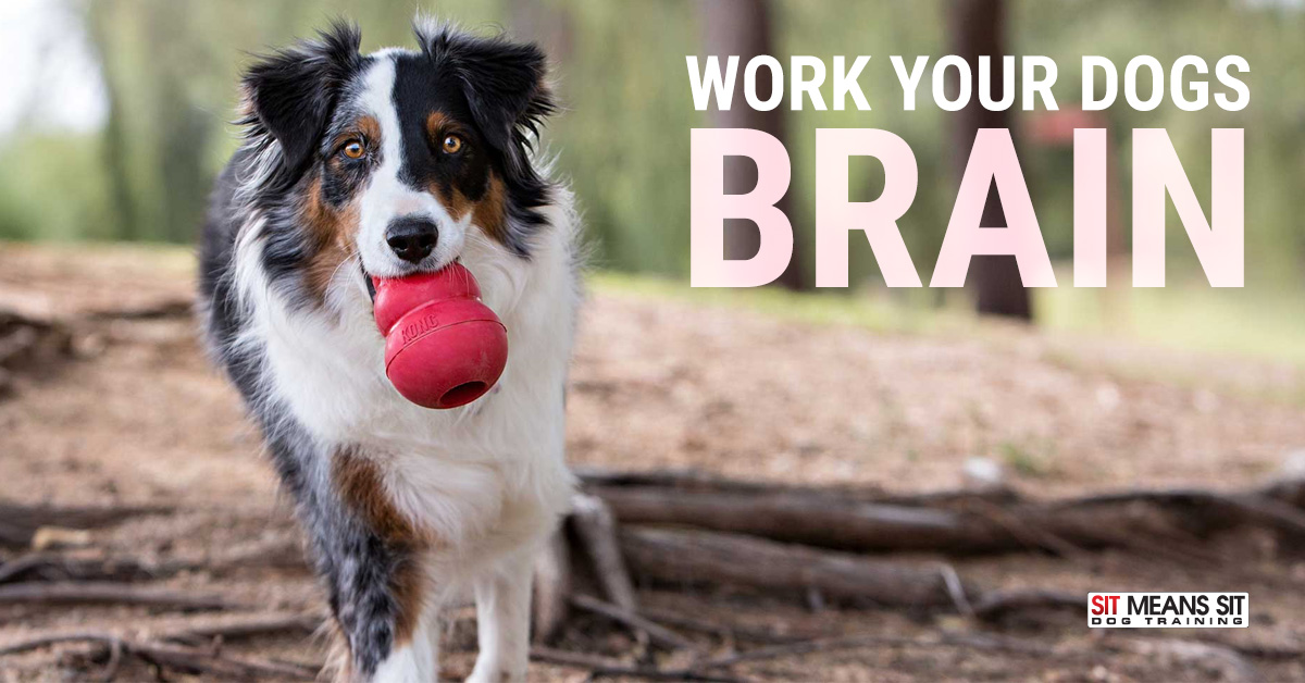 https://sitmeanssit.com/dog-training-mu/orange-county-dog-training/files/2019/02/work-your-dogs-brain.jpg