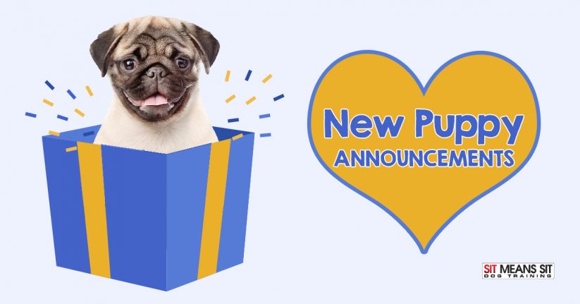 Fun Ways to Announce Your New Dog