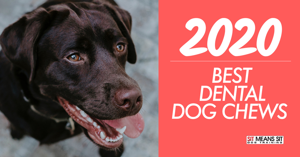 best dental for dogs