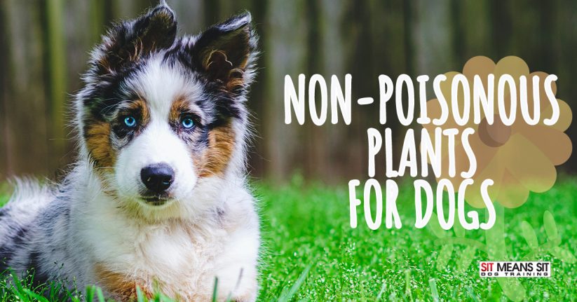Non-Poisonous Plants for Dogs