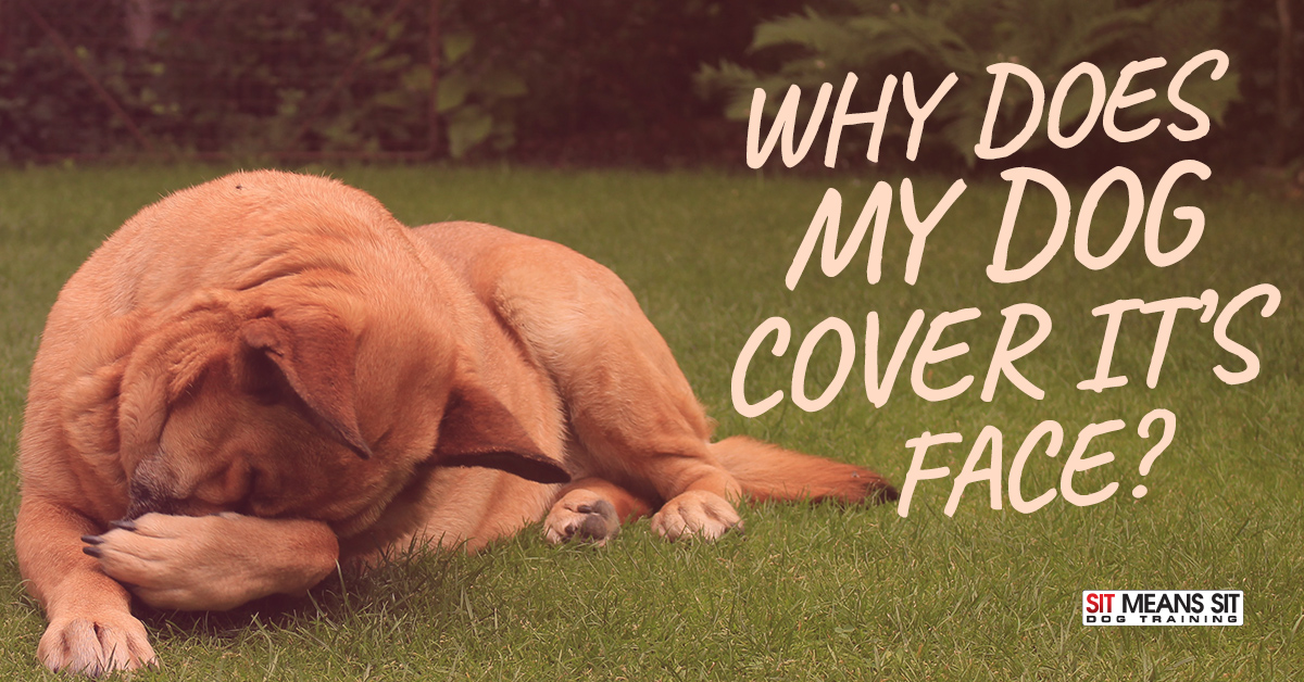 Why Does My Dog Cover Its Face? | Sit Means Sit Orange County