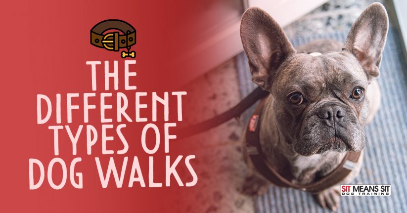 The Different Types of Dog Walks